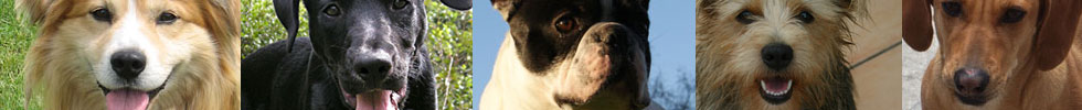 dog hotel