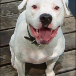 American Bulldog