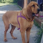 Bloodhound