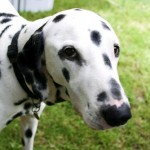 Dalmation