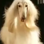 image of afghan hound