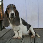 bassethound